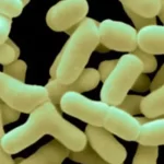Bifidobacterium-Bifidum-