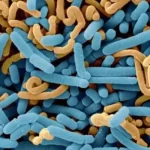 Lactobacillus-Paracasei