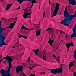Lactobacillus-Salivarius