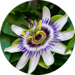 passionflower