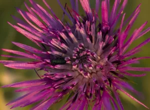 Milk Thistle Seed