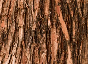 Slippery Elm Bark